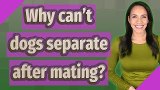 Why can't dogs separate after mating?