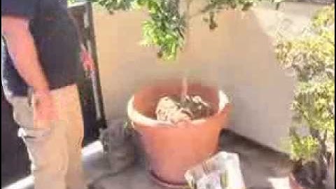 Lemon Meyer Planting in Clay Pot pt1