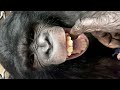 Почему мои обезьяны шимпанзе спят не на матрасах / Дан Запашный учится дрессировать верблюда