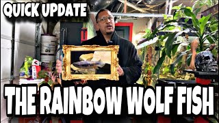 THE RAINBOW WOLF FISH “QUICK UPDATE”