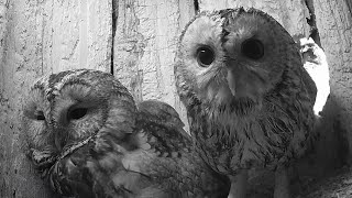 Tawny Owl Dotes Over Partner & New Eggs | Luna & Bomber | Robert E Fuller by Robert E Fuller 303,936 views 1 month ago 2 minutes, 1 second