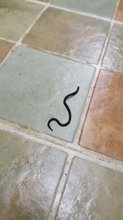 black-baby-snake-in-our-kitchen-nature-shorts-youtube