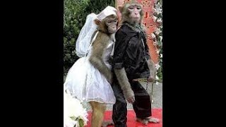 dateng ke nikahan monyet #indopriderp #empireidp