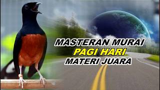 🔴 LIVE 18 - MASTERAN MURAI BATU PAGI HARI FULL ISIAN TEMBAKAN JAWARA, BIKIN MURAI BATU BONGKAR ISIAN