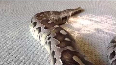 Labyrinth-Borneo Short Tail Python