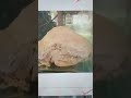 #CIRRHOSIS-LIVER(Gross specimen) pathology practical