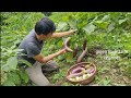 The life of eggplant from planting to harvest survival instinct wilderness alone  ep173