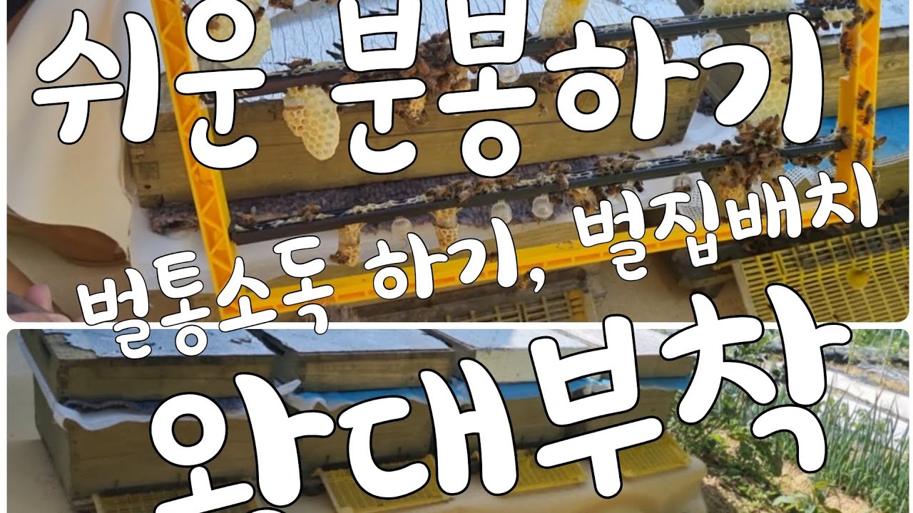 꿀벌 1통으로 5통 늘리기 3, 분봉하기, 왕대부착, 양봉쉽게 여왕만들기
