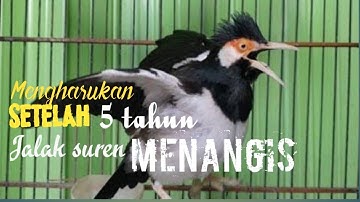Jalak suren menangis!!Burungbicara