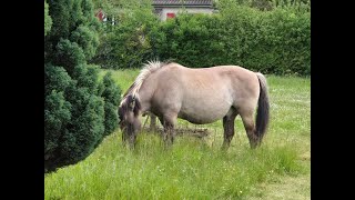 This is a haflinger, pony and a horse. Do you know the difference?