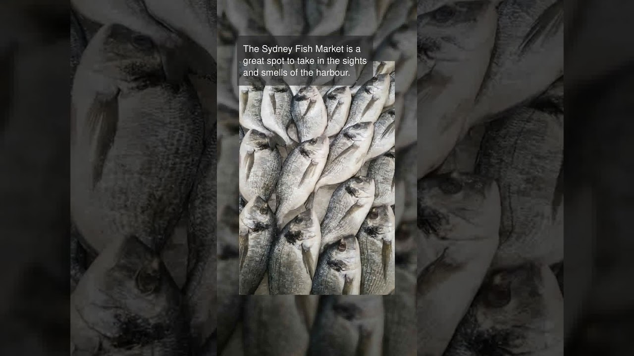 relaxing spots near Sydney Opera House - Australia