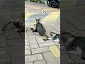 Kucing Lucu I Anak Kucing Lucu I Anak Kucing #shorts
