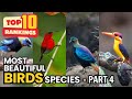 Top 50 MOST BEAUTIFUL BIRDS You Didn’t Know Existed | Nature’s Hidden Gems  (Part 4: #40–#31)