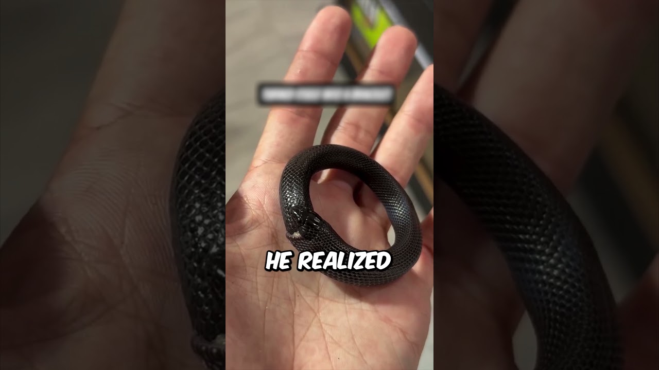 Эта змея только что попыталась съесть себя? 😳 (@n8notsogr8 в Instagram) 