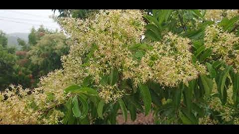 Vải Thiều Lục Ngạn Nở Hoa Đón Mưa Phùn Ảnh Hưởng GÌ Không l Núi Đồi Lục Ngạn