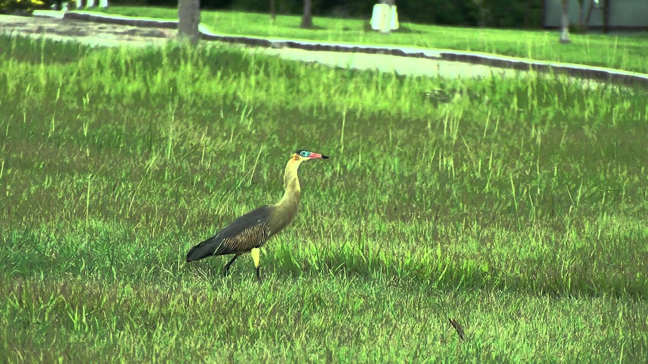 Whistling Heron burning film coreen