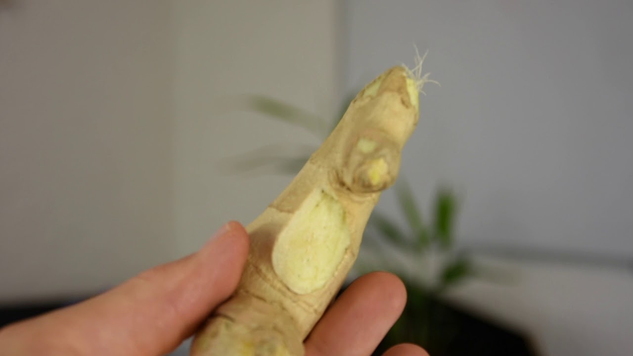 Ingwer im Topf pflanzen: So treibt das Rhizom zuverlässig aus