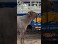 jhota buggi ki race #viral #video#shortsvideo