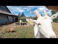 Мои любимые козочки 🐐🐐🐐🐐 у нас трагедия, плохие новости.