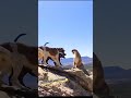 الكلاب تهاجم النمر