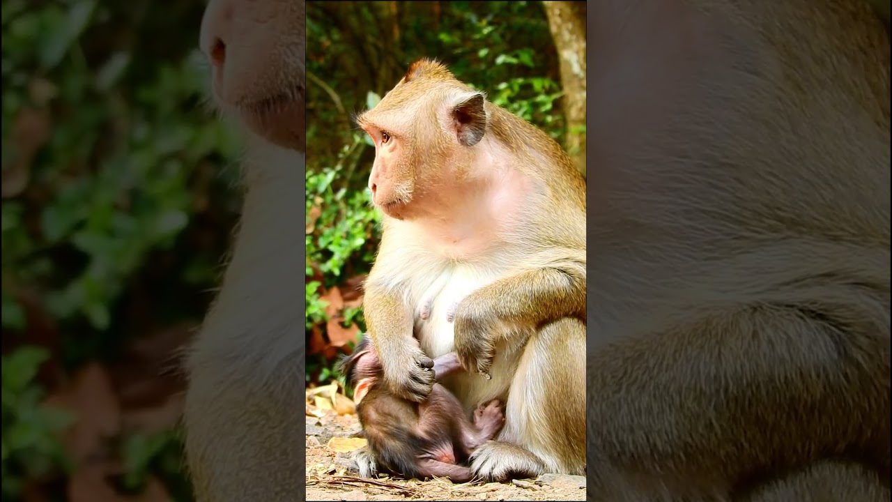 Baby Monkeys - Explore Monkey