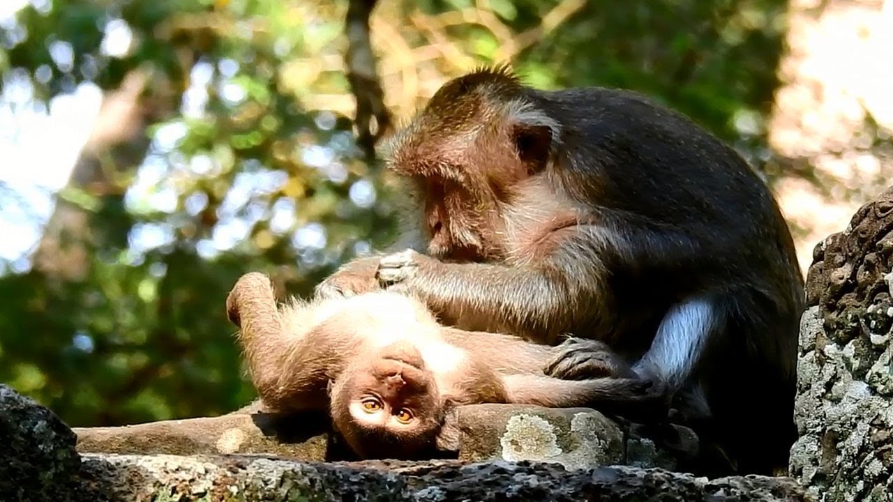 Oh Timo acting like baby to mum Tima | Old monkey Tima looks after her Timo