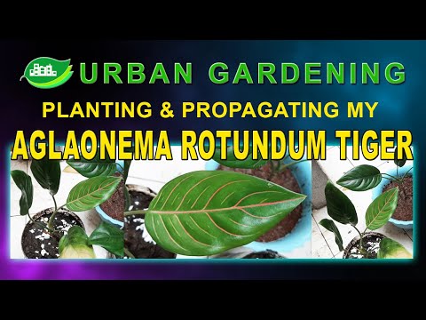 Planting and Propagating my Aglaonema RotundumTiger