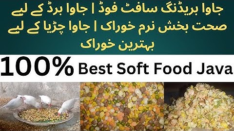 Java Breeding Soft Food | Healty Soft Food For Java Bird |  100% Best Soft Food Java😍😍😍#youtube