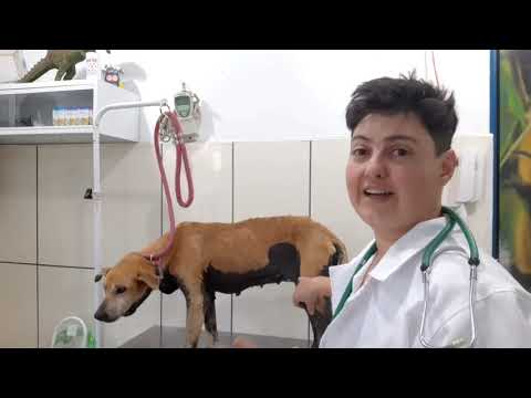 Vídeo: Tumores Da Vagina Em Cães