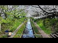 【4KYokohama】横浜さくらコレクション（江川せせらぎ緑道、大岡川）／Walking Yokohama Sakura /Egawa Seseragi Greenway,Ooka River