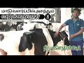 மாடுகள் வளர்ப்பில் சாதிக்கும் வழக்கறிஞர் rearing of cows and dairy farms and mass milk productions