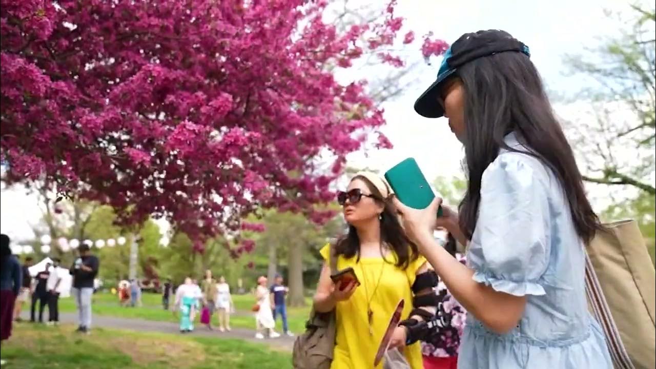 Experience Fairmount Park's cherry blossoms at a pop-up with food