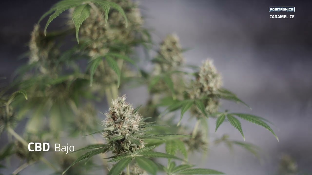 CARAMELICE - INDICA - POSITRONICS SEEDS