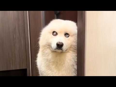 I’ve Never Seen Dogs This Ridiculous Before!! 🤣 Funniest Dog Videos