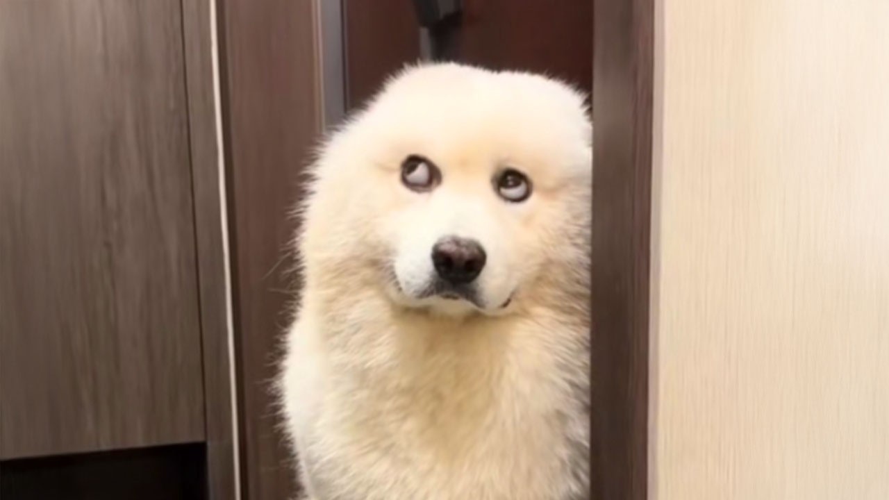 I’ve Never Seen Dogs This Ridiculous Before!! 🤣 Funniest Dog Videos