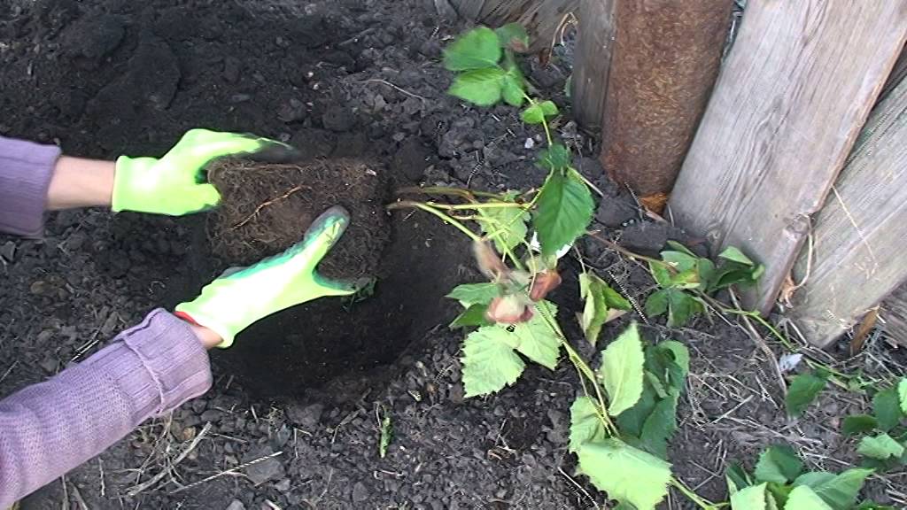 Ежевика: выращивание, уход и сбор урожая - Азбука садовода