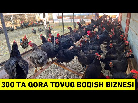 8 YILLIK TAJRIBA 550$ OYIGA FOYDA QORA TOVUQ BOQISH BIZNESI