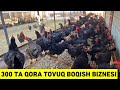 8 yillik tajriba 550 oyiga foyda qora tovuq boqish biznesi