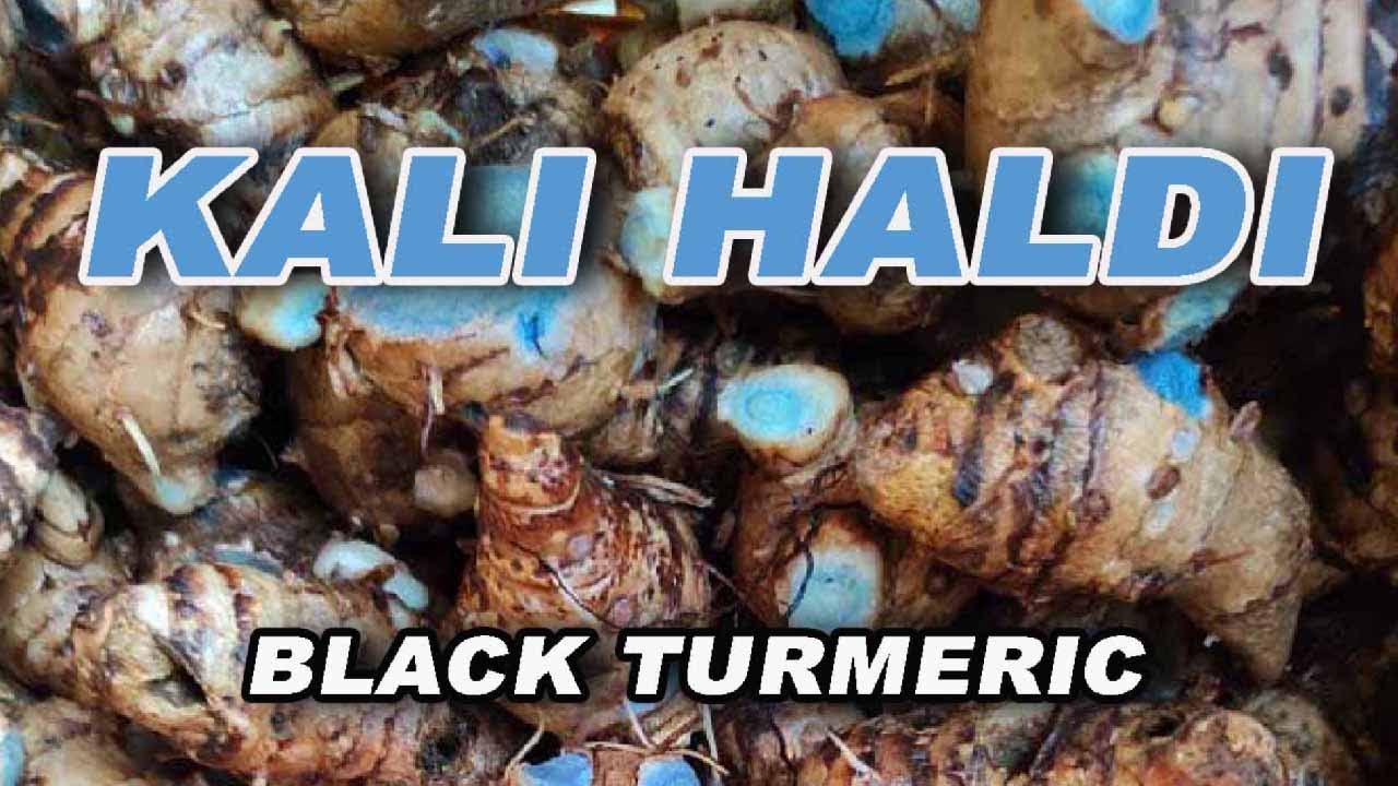 kali haldi black turmeric price original black turmeric YouTube