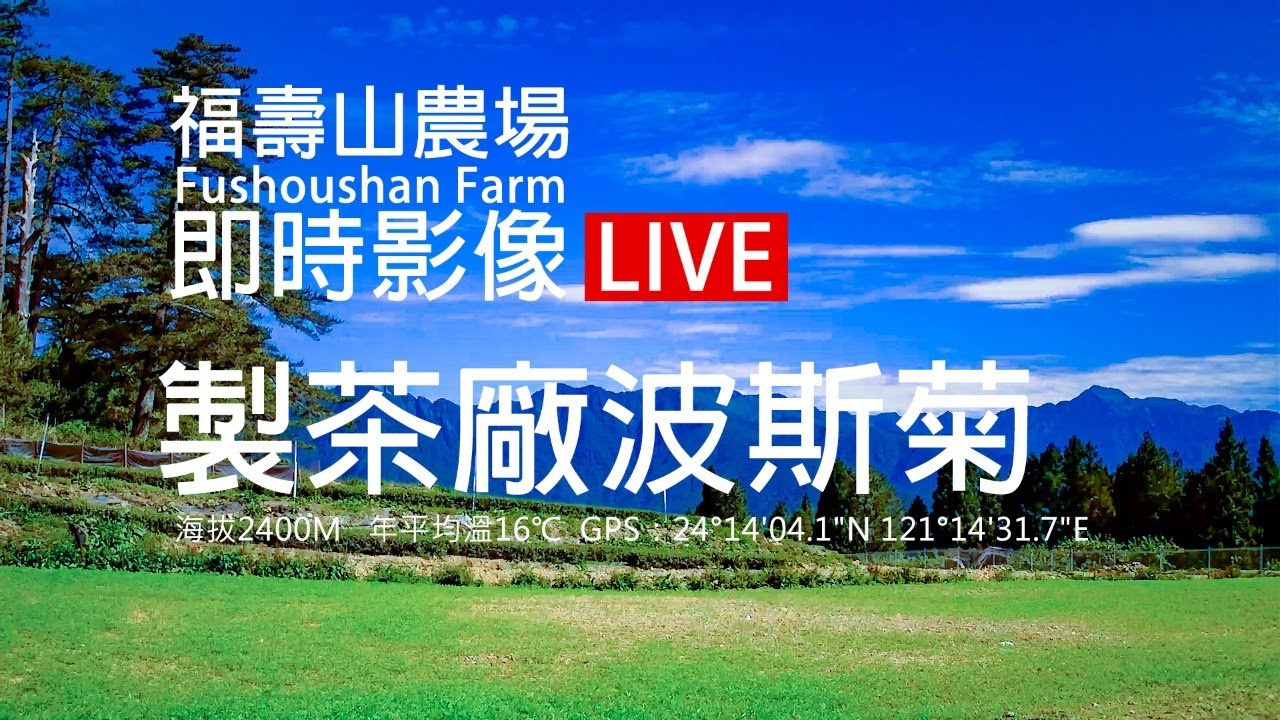 福壽山農場製茶廠波斯菊