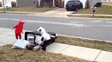 Birdhouse spy camera