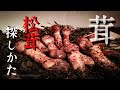 松茸の探し方　2020
