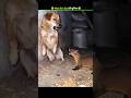 जानवरों के Gajab कारनामें 😂 wait for twist 🤣 #funny #animals #shorts