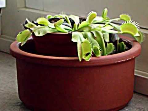 Venus Vliegenval aan het werk