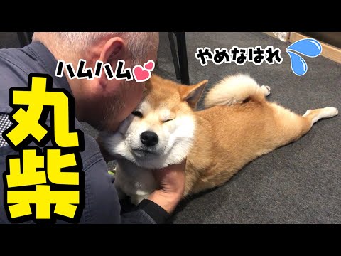 冬毛のモフモフ柴犬にキス魔が止まらないパパ