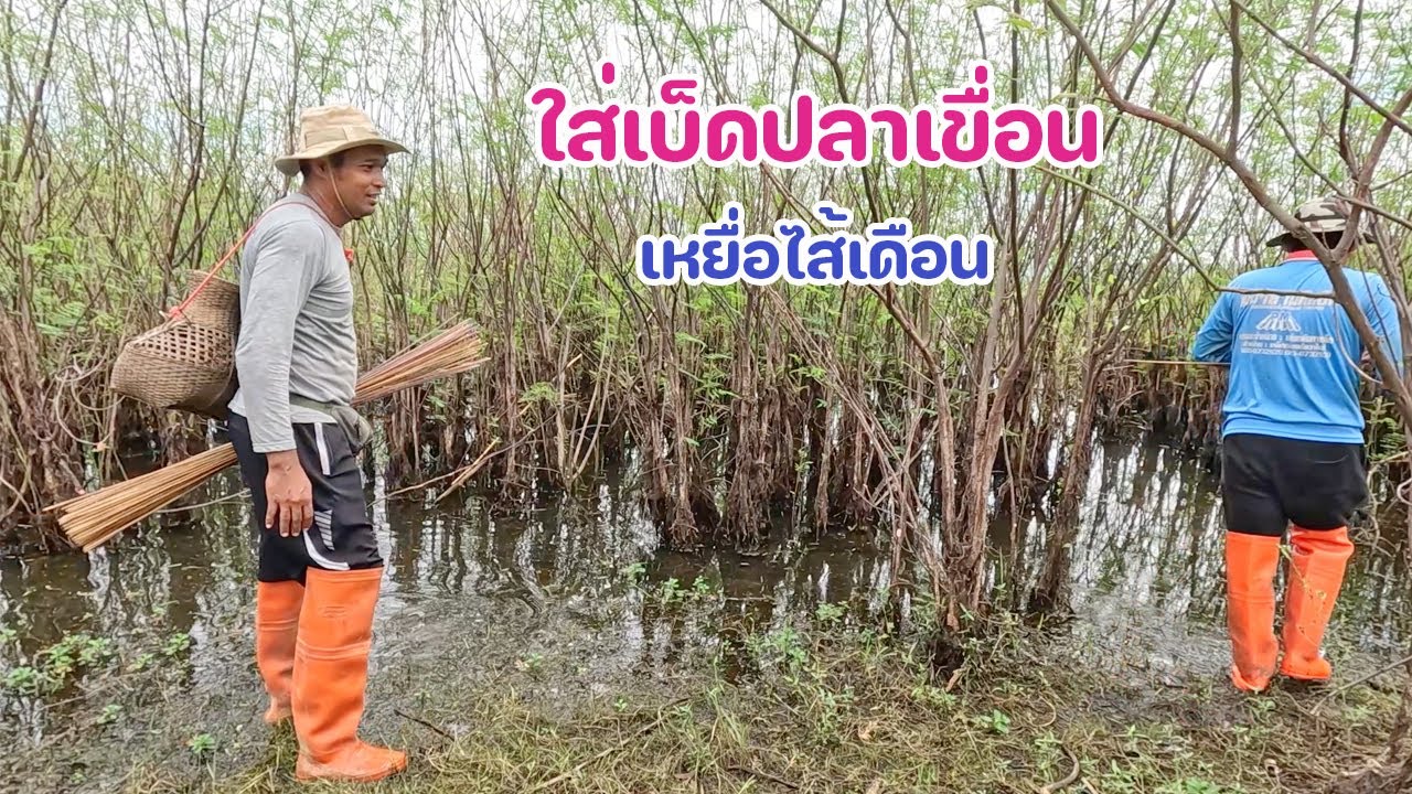 ใส่เบ็ดปลาเขื่อน เหยื่อไส้เดือนใหญ่ ปลาช่อนกินเบ็ดน้ำใสๆ ตื้นๆ กระโดดตูมๆ