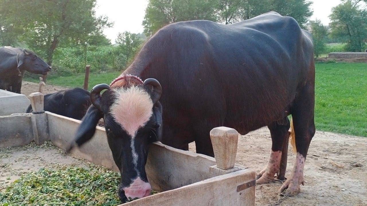 Beautiful Neeli Ravi Buffalo for Sale in Pakistan on YouTube 21/7/2024 ...