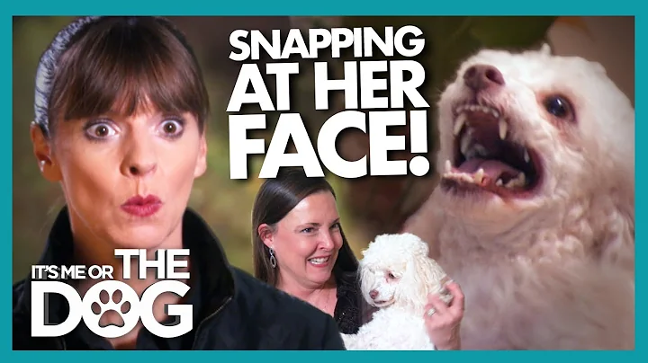 Miniature Poodle SNAPS at Victoria's Fingers and G...
