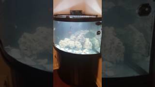 Fluval Flex water change and cleaning