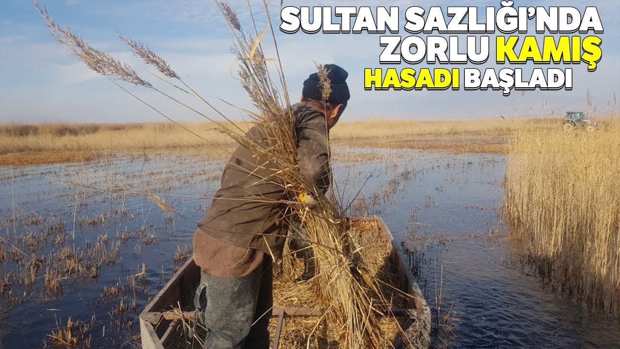 Sultan Sazlığındaki Meşakkatli Kamış Hasadı Drone ile Görüntülendi